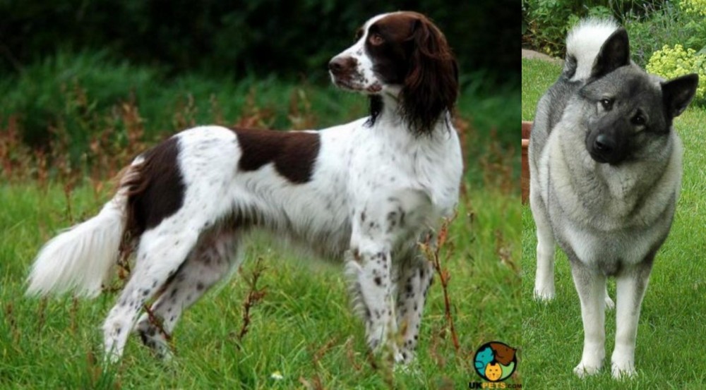 Norwegian Elkhound vs French Spaniel - Breed Comparison