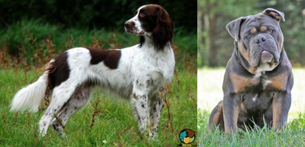 Olde English Bulldogge vs French Spaniel - Breed Comparison