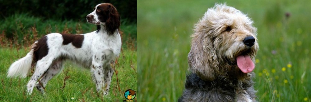 Otterhound vs French Spaniel - Breed Comparison