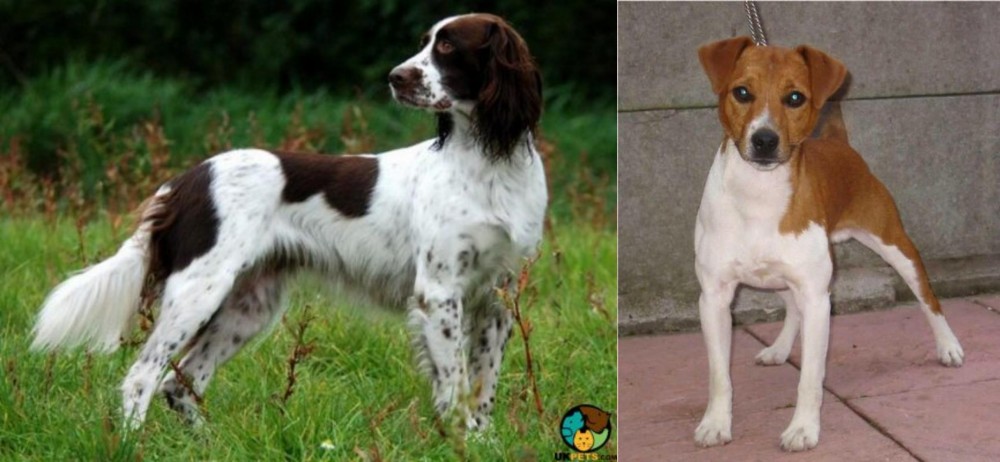 Plummer Terrier vs French Spaniel - Breed Comparison