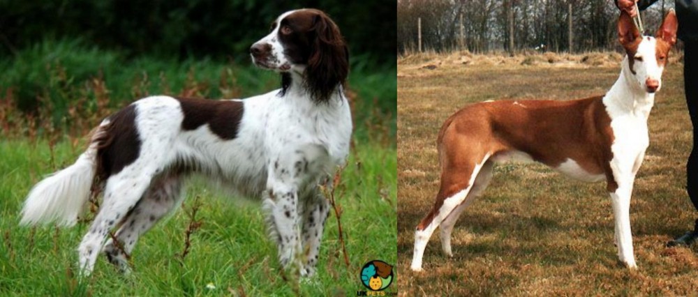 Podenco Canario vs French Spaniel - Breed Comparison
