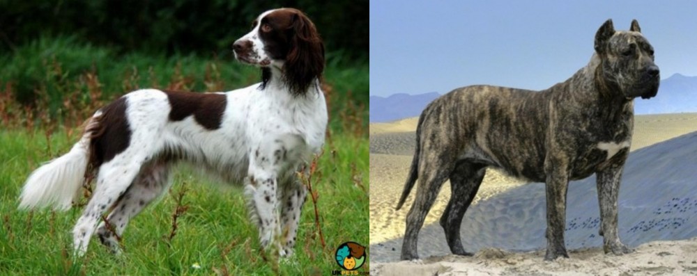 Presa Canario vs French Spaniel - Breed Comparison