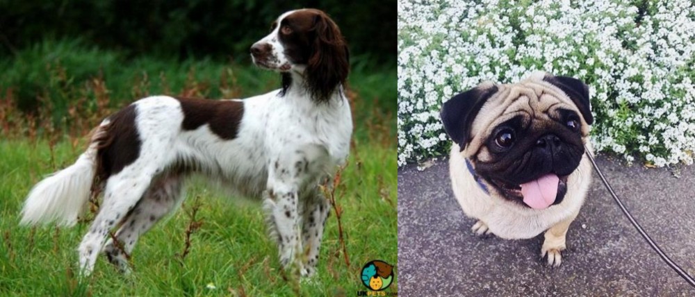 Pug vs French Spaniel - Breed Comparison