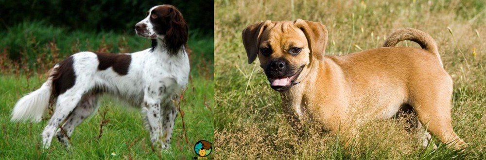 Puggle vs French Spaniel - Breed Comparison