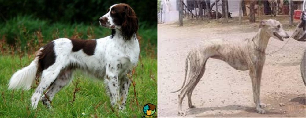 Rampur Greyhound vs French Spaniel - Breed Comparison