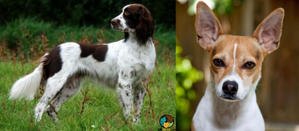 Rat Terrier vs French Spaniel - Breed Comparison