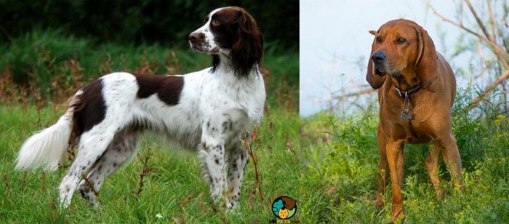 Redbone Coonhound vs French Spaniel - Breed Comparison