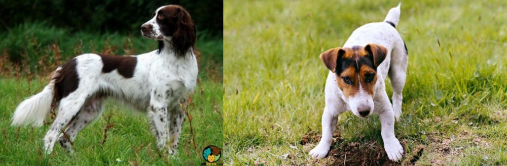 Russell Terrier vs French Spaniel - Breed Comparison