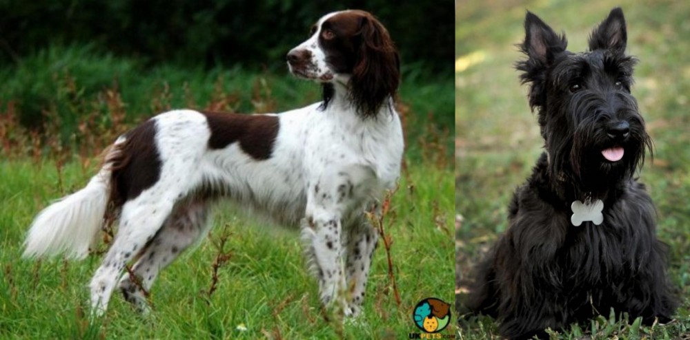 Scoland Terrier vs French Spaniel - Breed Comparison