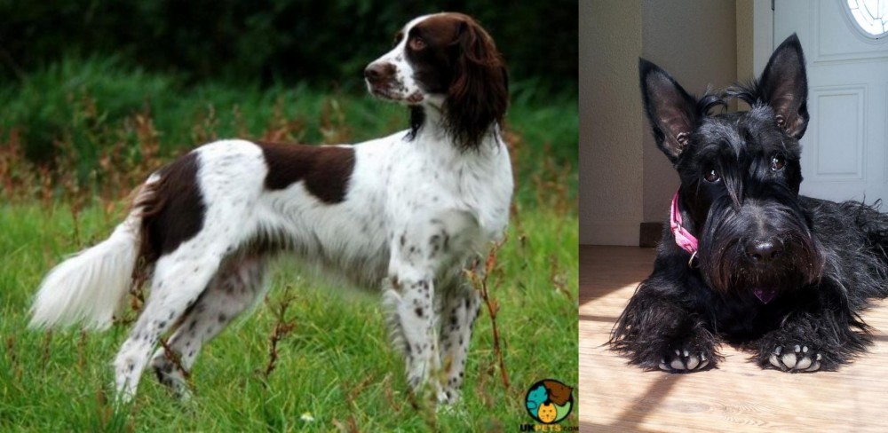 Scottish Terrier vs French Spaniel - Breed Comparison