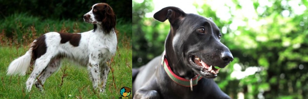 Shepard Labrador vs French Spaniel - Breed Comparison