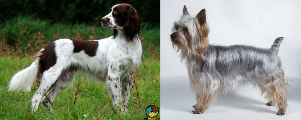 Silky Terrier vs French Spaniel - Breed Comparison