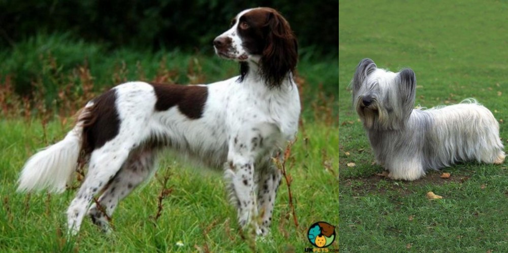 Skye Terrier vs French Spaniel - Breed Comparison