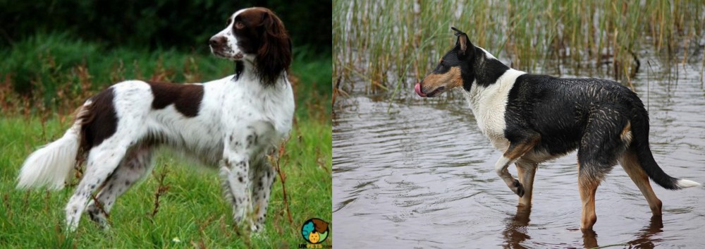 Smooth Collie vs French Spaniel - Breed Comparison