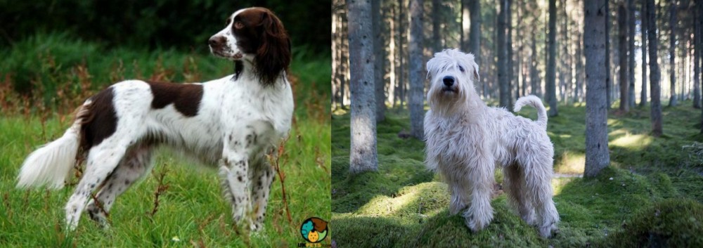 Soft-Coated Wheaten Terrier vs French Spaniel - Breed Comparison