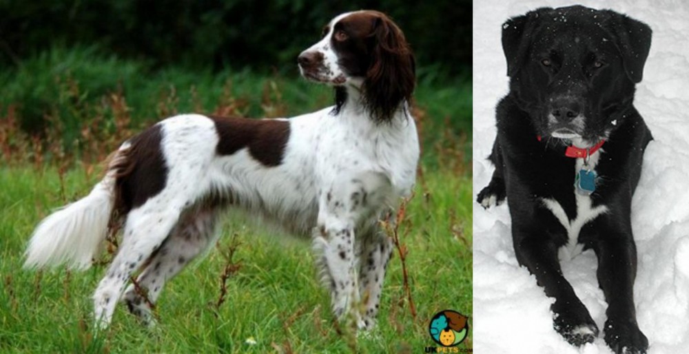 St. John's Water Dog vs French Spaniel - Breed Comparison