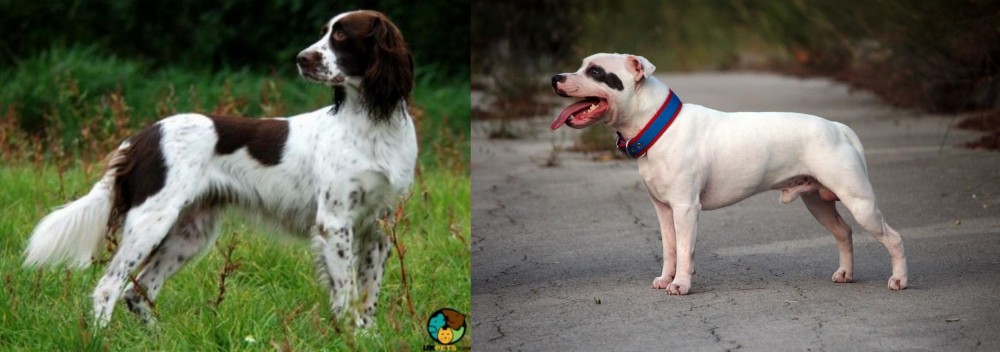 Staffordshire Bull Terrier vs French Spaniel - Breed Comparison