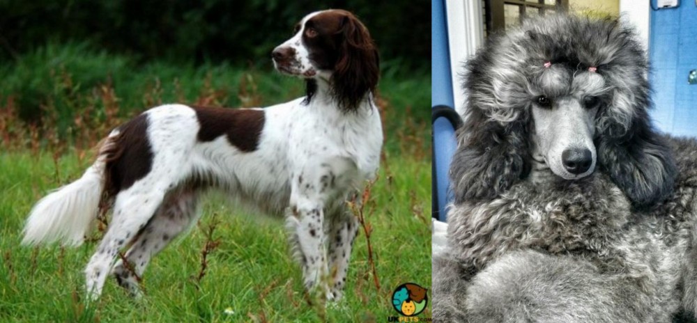 Standard Poodle vs French Spaniel - Breed Comparison