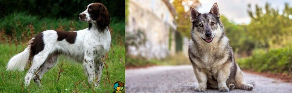 Swedish Vallhund vs French Spaniel - Breed Comparison