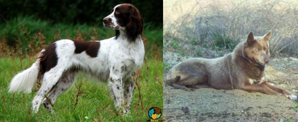 Tahltan Bear Dog vs French Spaniel - Breed Comparison