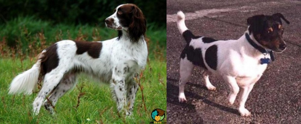 Teddy Roosevelt Terrier vs French Spaniel - Breed Comparison