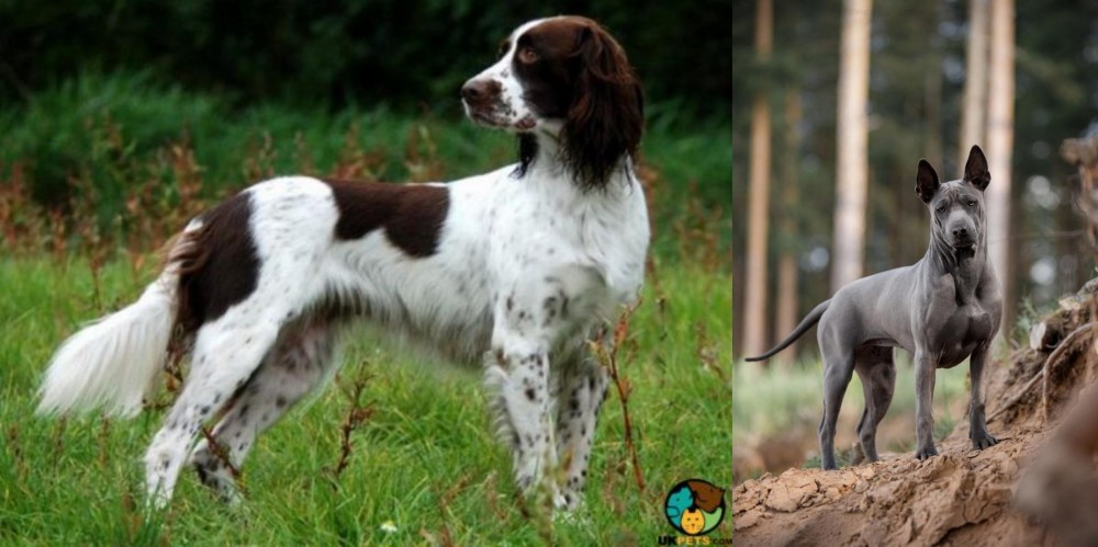 Thai Ridgeback vs French Spaniel - Breed Comparison