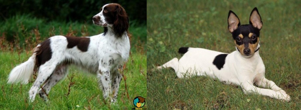 Toy Fox Terrier vs French Spaniel - Breed Comparison