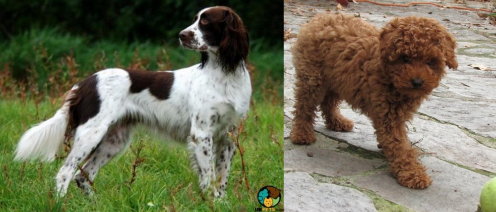 Toy Poodle vs French Spaniel - Breed Comparison