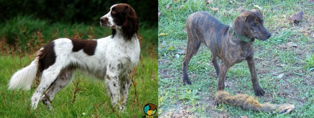 Treeing Cur vs French Spaniel - Breed Comparison