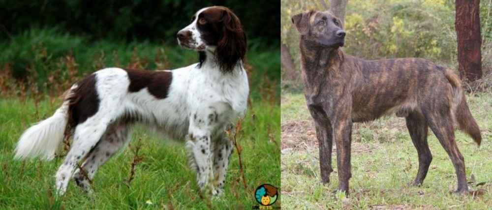 Treeing Tennessee Brindle vs French Spaniel - Breed Comparison
