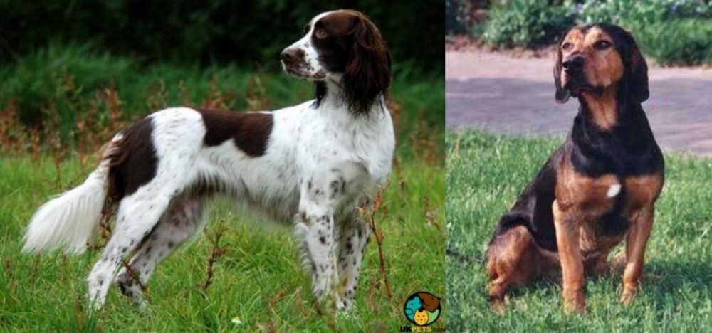 Tyrolean Hound vs French Spaniel - Breed Comparison