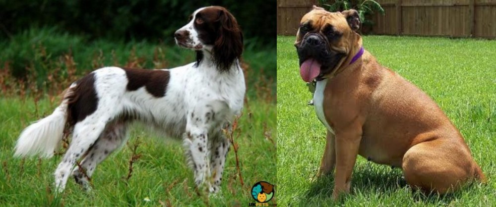 Valley Bulldog vs French Spaniel - Breed Comparison