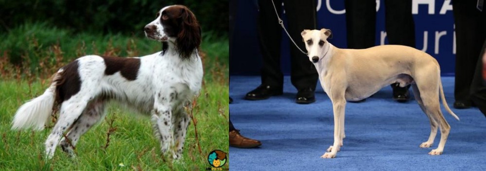 Whippet vs French Spaniel - Breed Comparison