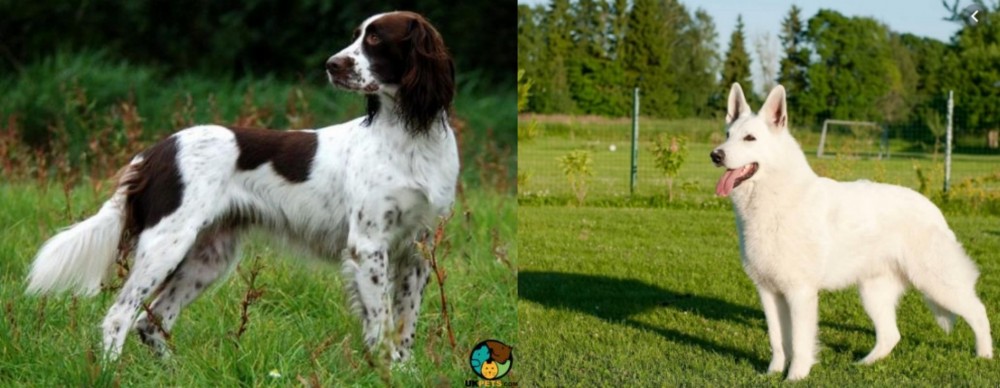 White Shepherd vs French Spaniel - Breed Comparison
