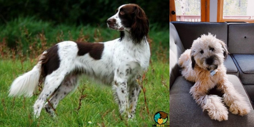 Whoodles vs French Spaniel - Breed Comparison