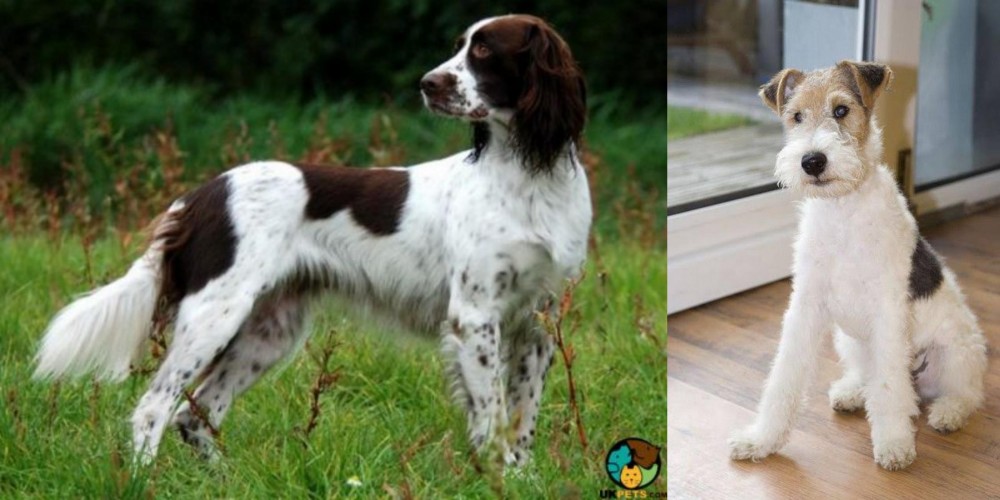 Wire Fox Terrier vs French Spaniel - Breed Comparison