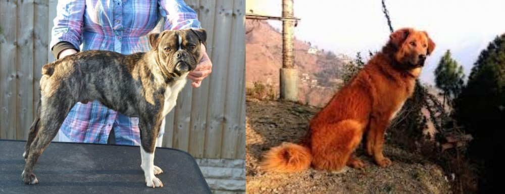 Himalayan Sheepdog vs Fruggle - Breed Comparison