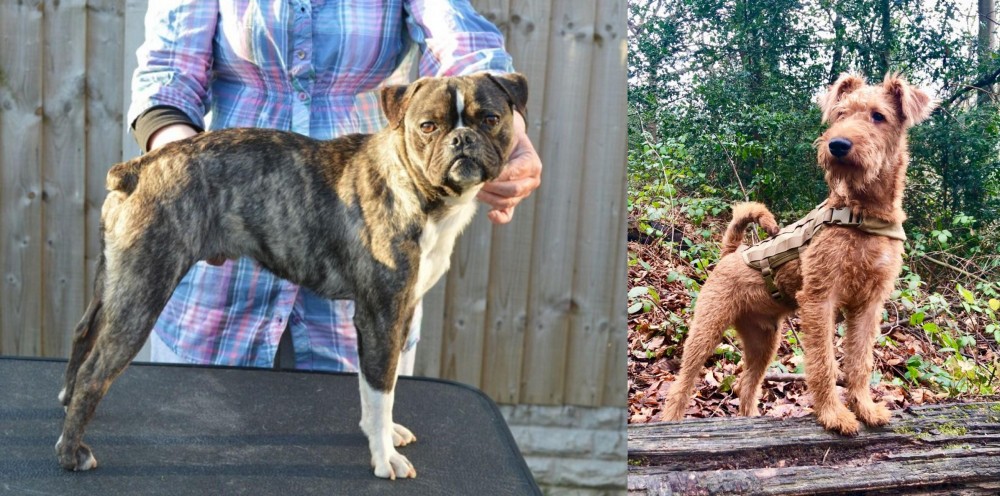 Irish Terrier vs Fruggle - Breed Comparison