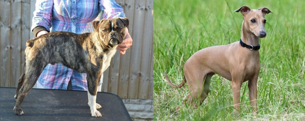 Italian Greyhound vs Fruggle - Breed Comparison