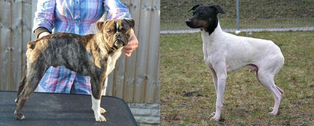 Japanese Terrier vs Fruggle - Breed Comparison