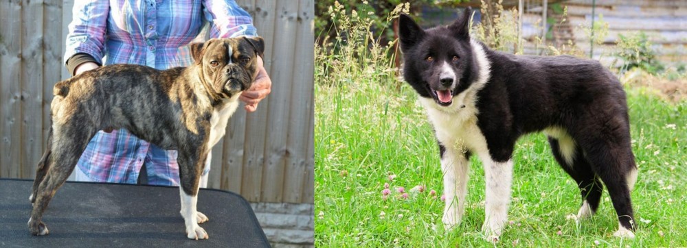 Karelian Bear Dog vs Fruggle - Breed Comparison