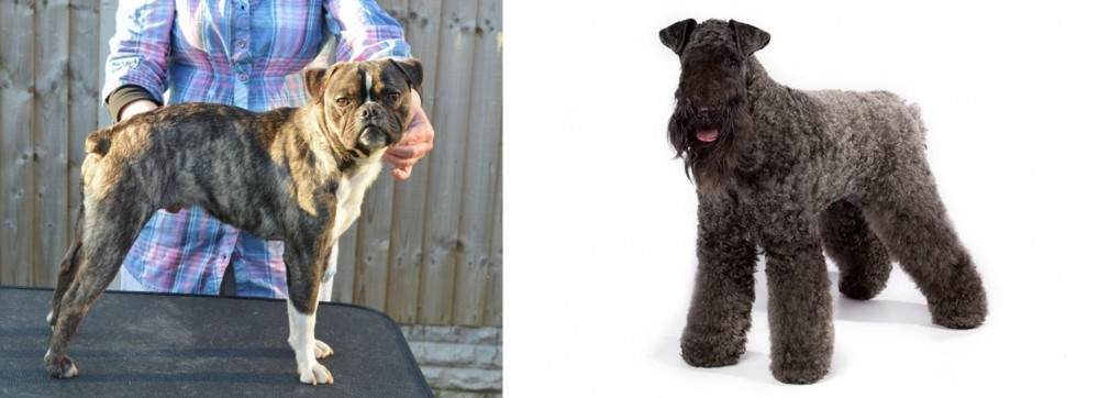 Kerry Blue Terrier vs Fruggle - Breed Comparison