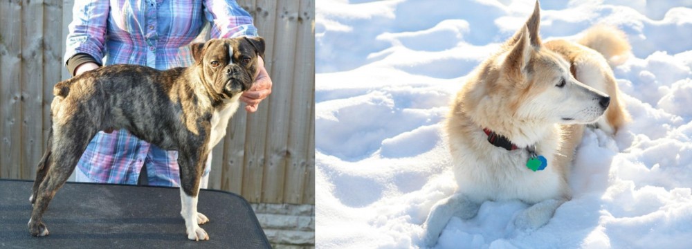 Labrador Husky vs Fruggle - Breed Comparison