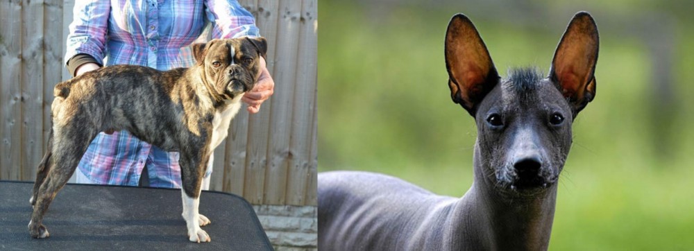 Mexican Hairless vs Fruggle - Breed Comparison