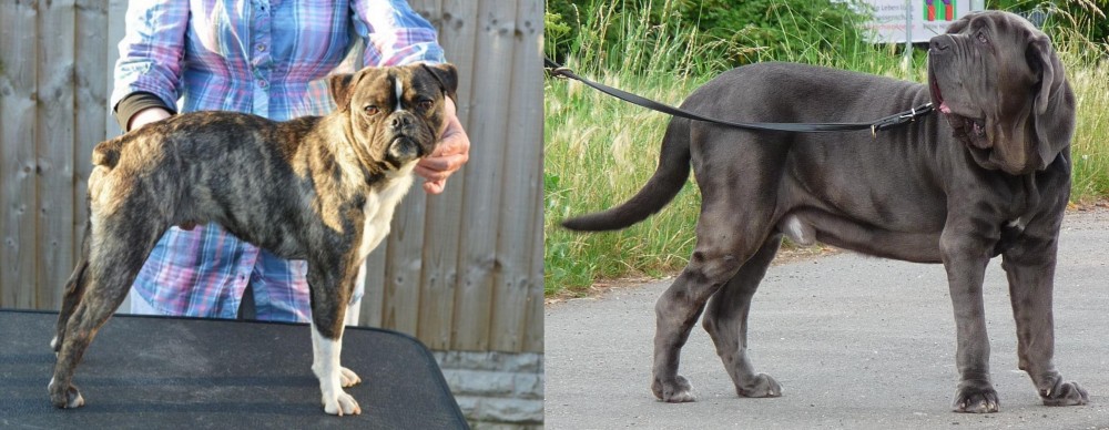 Neapolitan Mastiff vs Fruggle - Breed Comparison