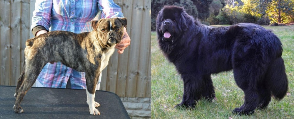 Newfoundland Dog vs Fruggle - Breed Comparison