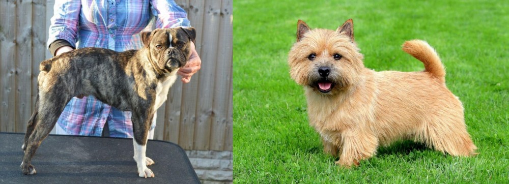 Norwich Terrier vs Fruggle - Breed Comparison