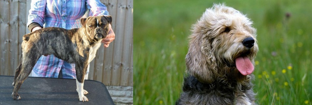 Otterhound vs Fruggle - Breed Comparison