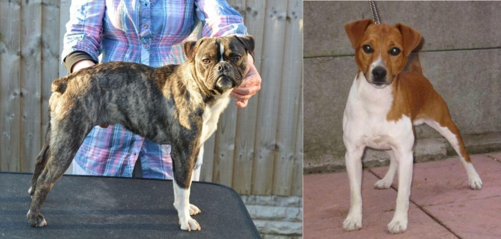 Plummer Terrier vs Fruggle - Breed Comparison