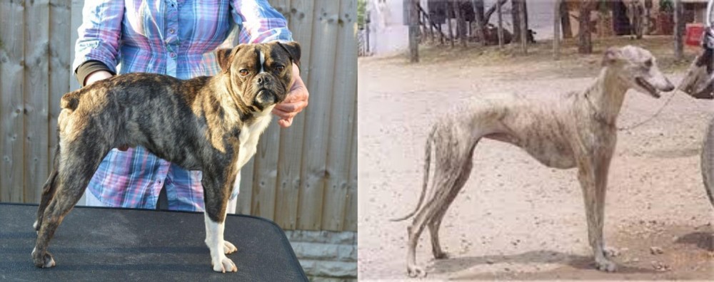 Rampur Greyhound vs Fruggle - Breed Comparison